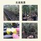 �ե��󥬡��饤�� �̼����� ���ޤ��� �ʼ�MIX 50g ���� ����ӥ��饤�� �ե��󥬡��饤�ॸ��ѥ� ����ľ�� ����̵��