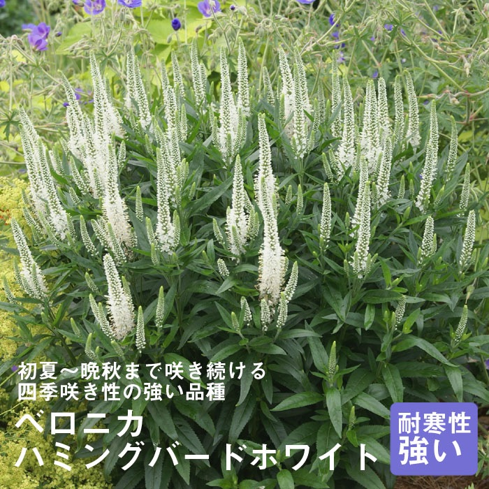 予約・早割】宿根草 苗 ベロニカ ハミングバードホワイト 9cmロング