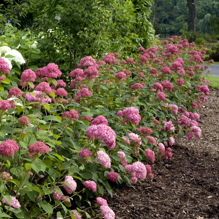 �������� ���ʥ٥� �� ���糧�å� �� ���ʥ٥른���� ����+ �ԥ󥯤Υ��ʥ٥� ���ġ� ��������ݥå����� ����Ͽ�ʼ�� 