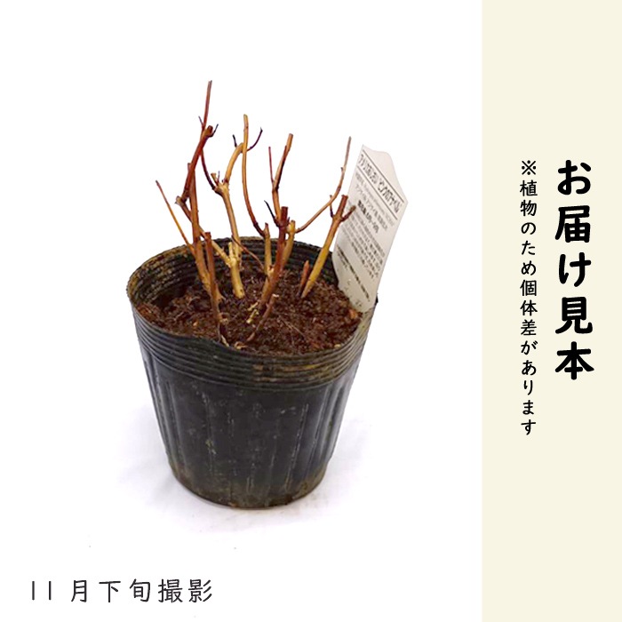 �������� ���ʥ٥� �� ���糧�å� �� ���ʥ٥른���� ����+ �ԥ󥯤Υ��ʥ٥� ���ġ� ��������ݥå����� ����Ͽ�ʼ�� 