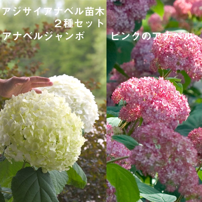 アジサイ アナベル 苗 2種セット 【 アナベルジャンボ 1個+