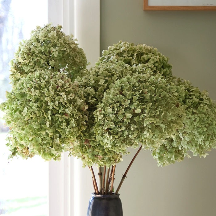 �������� ���ʥ٥� �� ���糧�å� �� ���ʥ٥른���� ����+ �ԥ󥯤Υ��ʥ٥� ���ġ� ��������ݥå����� ����Ͽ�ʼ�� 