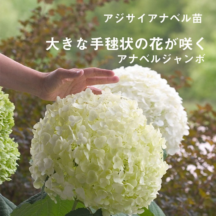 �������� ���ʥ٥� �� ���糧�å� �� ���ʥ٥른���� ����+ �ԥ󥯤Υ��ʥ٥� ���ġ� ��������ݥå����� ����Ͽ�ʼ�� 