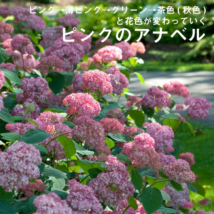 �������� ���ʥ٥� �� ���糧�å� �� ���ʥ٥른���� ����+ �ԥ󥯤Υ��ʥ٥� ���ġ� ��������ݥå����� ����Ͽ�ʼ�� 