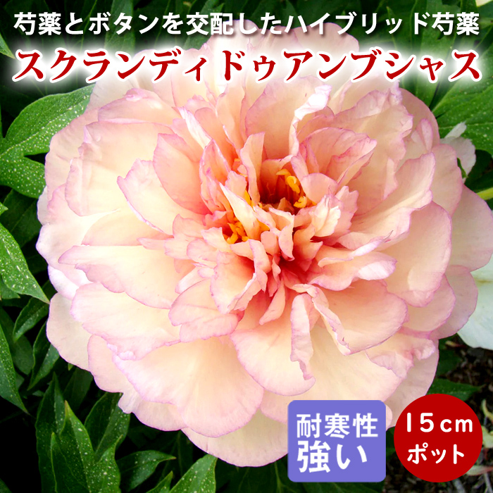 芍薬 苗 イトウハイブリッド スクランディドゥアンブシャス 15cm