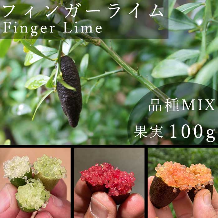 フィンガーライム 果実販売 おまかせ 品種MIX 100g 柑橘 キャビア