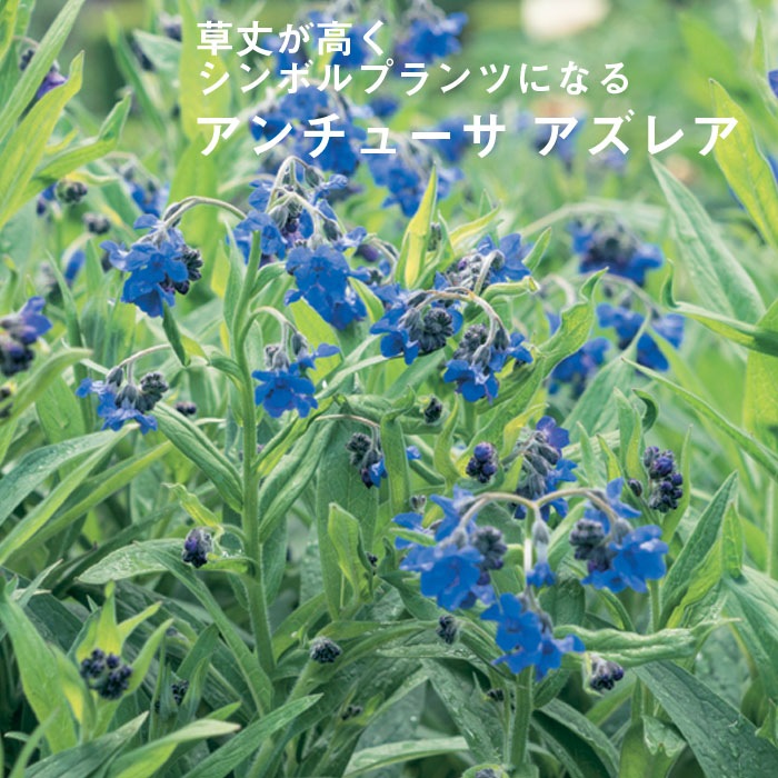 ͽ۽ɺ  塼 쥢 9󥰥ݥå ι⤤ ܡǥ ä󤽤 ¿ǯڣ沼ܤ缡ȯ