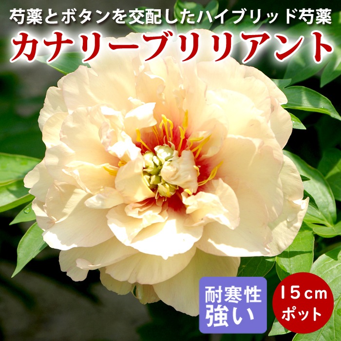 芍薬苗　確認用 芍薬苗 確認用 芍薬 苗