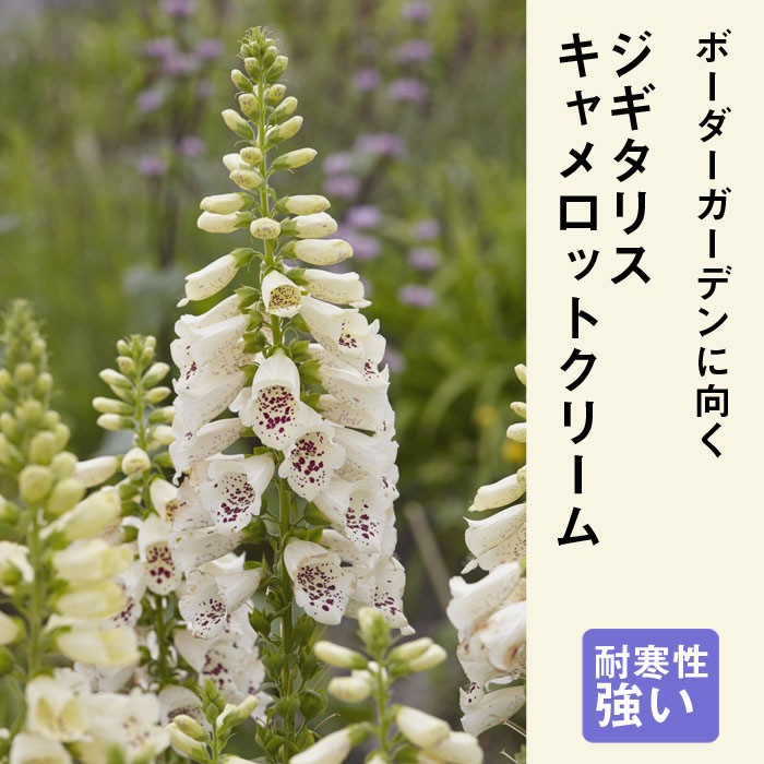 ��ͽ��۽ɺ��� �� �������ꥹ �������åȥ��꡼�� 9������󥰥ݥå� ���ι⤤ �ܡ����� �����ǥ� �������ꥹ ¿ǯ��ڣ����Ⱦ���缡ȯ����