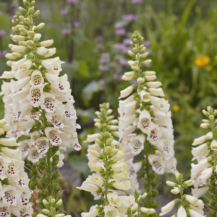 ��ͽ��۽ɺ��� �� �������ꥹ �������åȥ��꡼�� 9������󥰥ݥå� ���ι⤤ �ܡ����� �����ǥ� �������ꥹ ¿ǯ��ڣ����Ⱦ���缡ȯ����