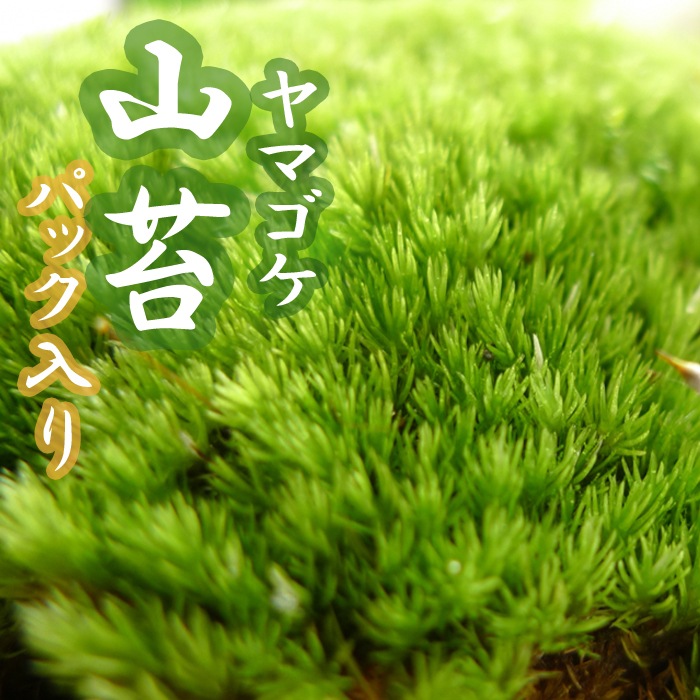 ヤマゴケ 山苔 18×11cmパック入り 苔 コケ こけ 苔テラリウム