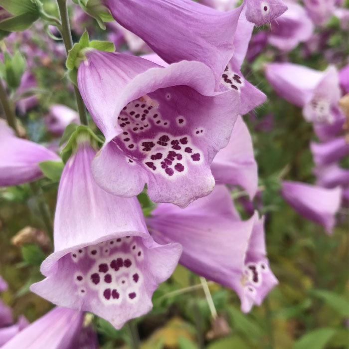 ��ͽ��۽ɺ��� �� �������ꥹ �������åȥ����� ��������󥰥ݥå� ���ι⤤ �ܡ����� �����ǥ� �������ꥹ ¿ǯ��ڣ�������ܤ��缡ȯ����