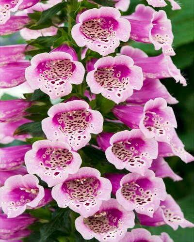 ��ͽ��۽ɺ��� �� �������ꥹ �������åȥ����� ��������󥰥ݥå� ���ι⤤ �ܡ����� �����ǥ� �������ꥹ ¿ǯ��ڣ�������ܤ��缡ȯ����