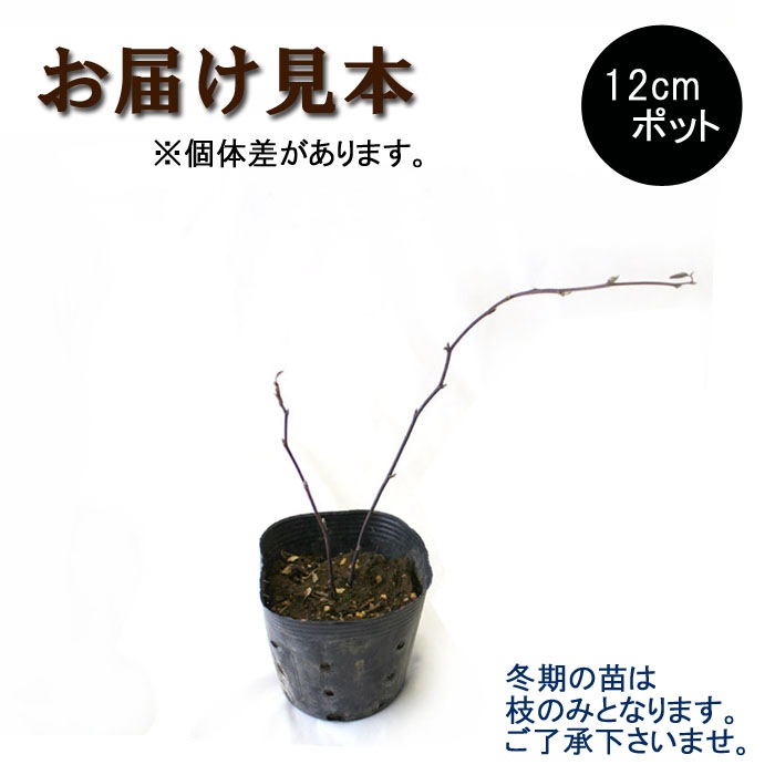  饺٥꡼  ܥ֥å٥꡼ 12ݥå ̼ ̼ berry  ǥ˥  