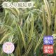 �ɺ��� �� ������������ 9������󥰥ݥå� ���饹 �ե������� ����ä��󤽤� ¿ǯ��