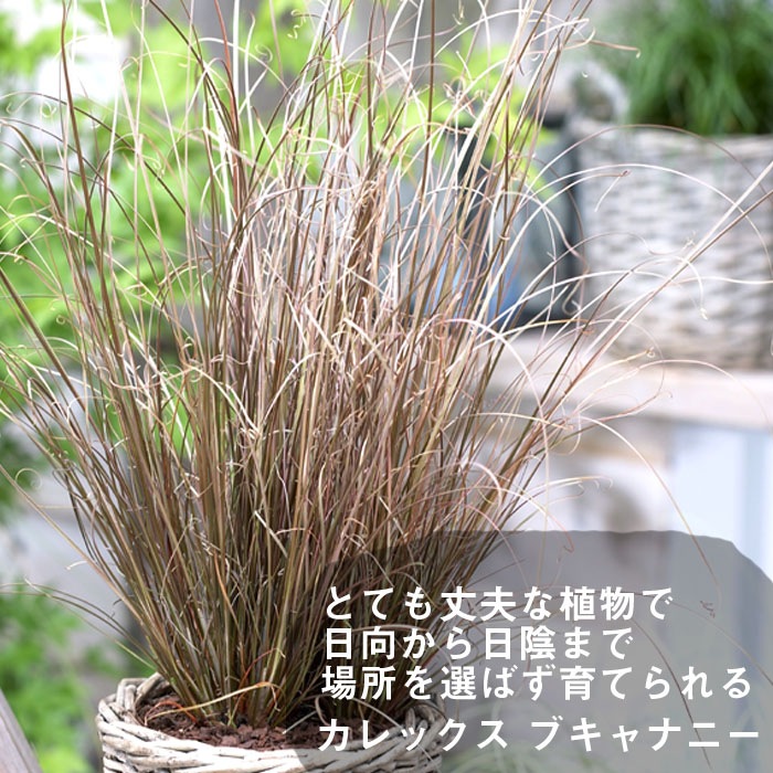 塊根植物　ブレビカレックス 塊根植物 ブレビカレックス