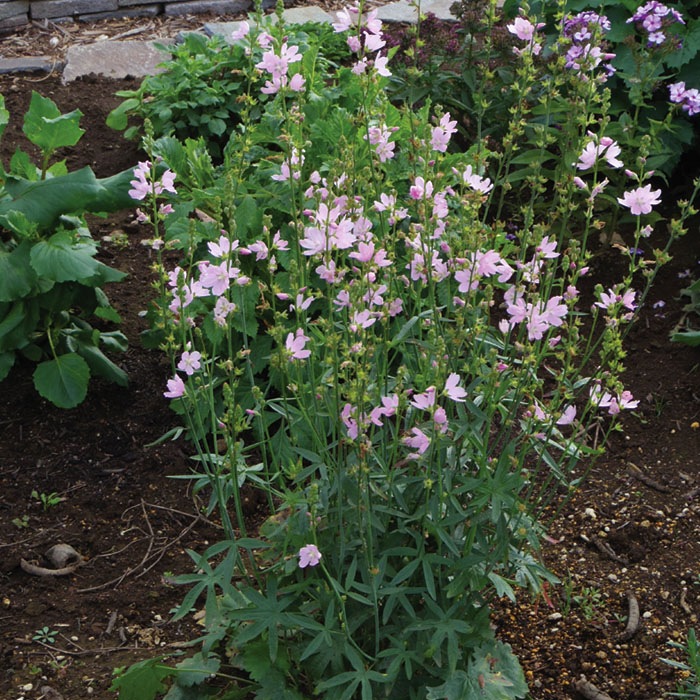 ��ͽ��۽ɺ��� �� �����륻�� �����꡼ 9������󥰥ݥå� ���ι⤤ �ܡ����������ǥ� ����ä��󤽤� ¿ǯ�� �ڥ�˥���ڣ�������ܤ��缡ȯ����