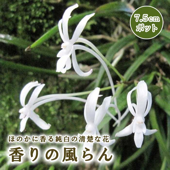 風蘭 苗 7.5cmポット フウラン 香りの風蘭 山野草 ラン 常緑 多年草