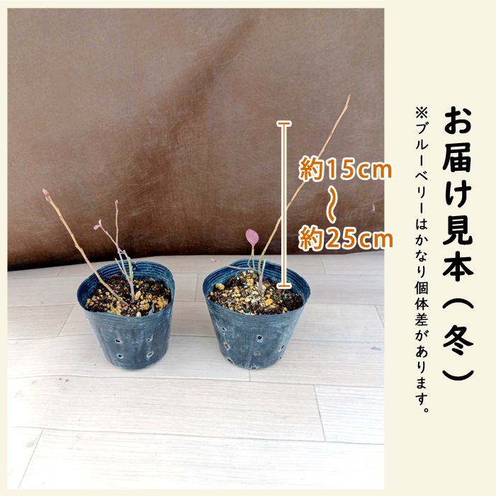 �֥롼�٥꡼ ����2�� ���å� �ϥ��֥å���ϡ� �֥롼�����å� 1�� + �ǥ����� 1��= ���2�ġ� 12����ݥå� �� ��������2�糧�å� �̼� ���̼� �֤롼�٤꡼ �٥꡼ blue blueberry  ����̵��