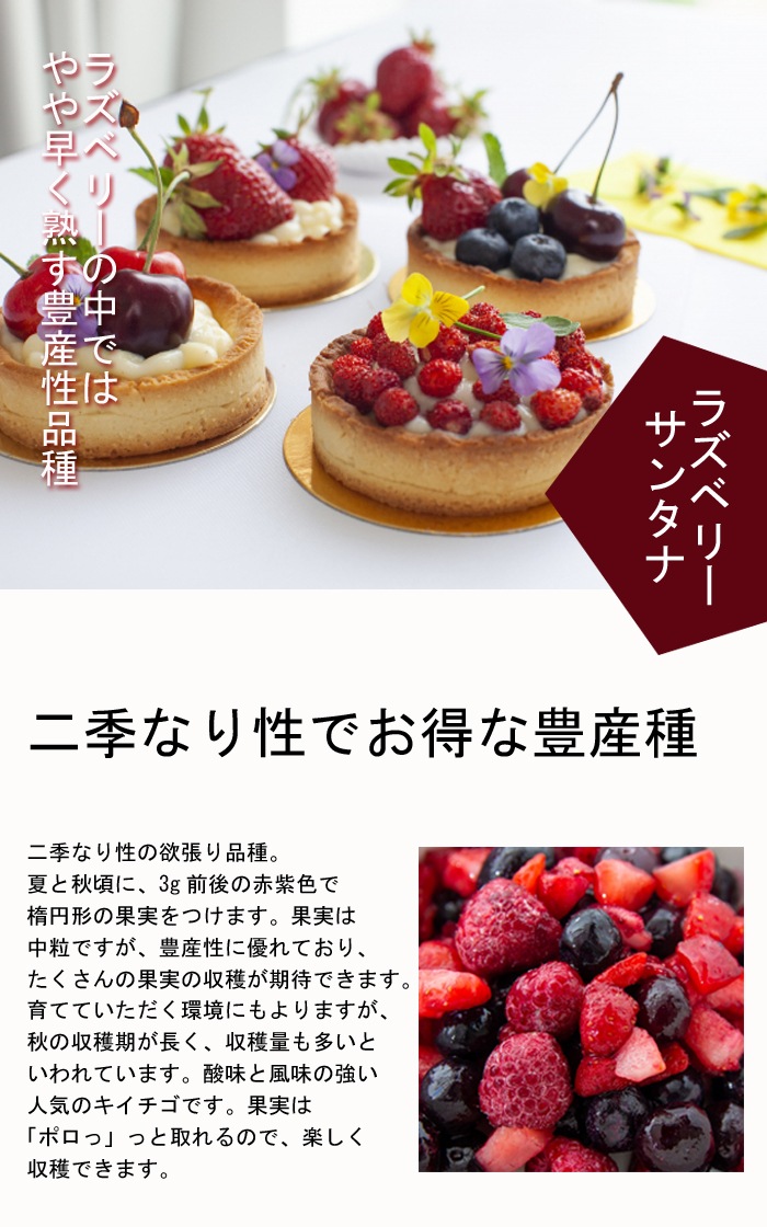   饺٥꡼  󥿥 12ݥå ̼ ̼ ٤꡼ berry   ڤ ̼  եܥ