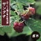  饺٥꡼  󥿥 12ݥå ̼ ̼ ٤꡼ berry   ڤ ̼  եܥ