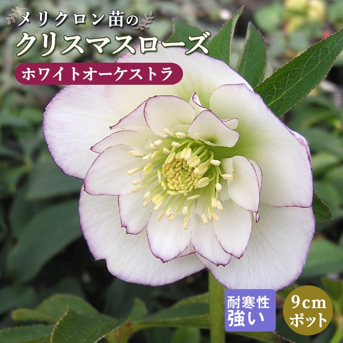 クリスマスローズ 苗 ホワイトオーケストラ メリクロン苗 9cmポット