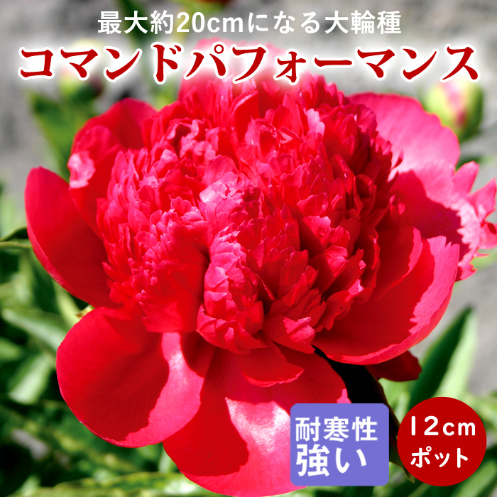 芍薬 苗 コマンドパフォーマンス 12cmポット 株分け苗 しゃくやく