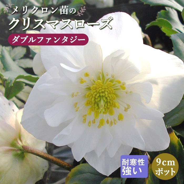 クリスマスローズ 苗 ダブルファンタジー メリクロン苗 9cmポット 冬