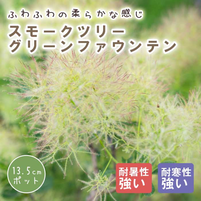 スモークツリー 苗木 グリーンファウンテン 13.5cm～15cmポット 花木