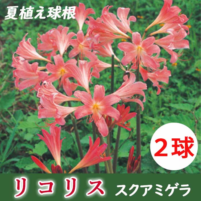 夏水仙 ナツズイセンの育て方・栽培方法 | LOVEGREEN(ラブグリーン)