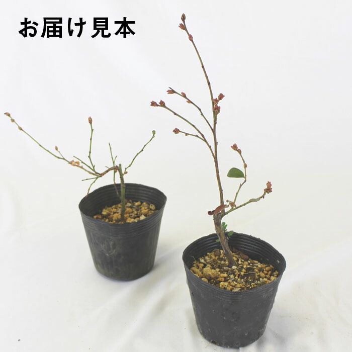 �֥롼�٥꡼ ���� 2�� ���å� ��ӥåȥ����� �� �ۡ���٥� 1�� + ���ǥ��� 1��=���2�ġ� 12����ݥå��� ��������2�糧�å� �̼� ���̼� �֤롼�٤꡼ �٥꡼ blue blueberry  ����̵��