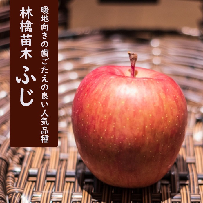 りんご 苗 ふじ 15ｃｍポット 送料無料 果樹 苗木 接木 受粉樹必要 林檎 リンゴ ガーデニング 園芸 富士 果樹 花の大和オンラインショップ