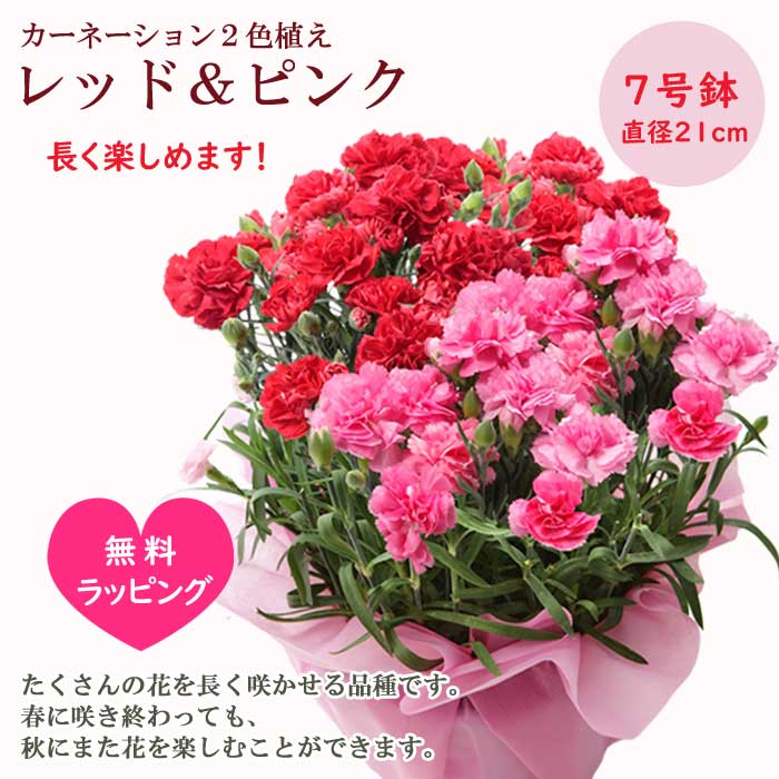 ��ͽ������ ����� �ץ쥼��� 2026ǯ 2�����פ������٤� �����͡������ �� �������� or2�������۴󤻿��� �礭��7��ȭ ����̵�� ȭ�� 50�� 60�� �֤�����