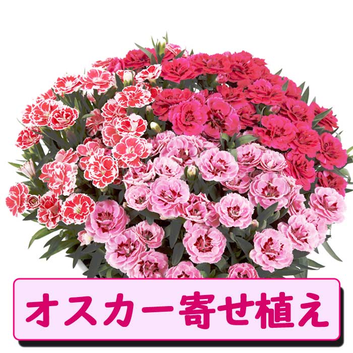 ��ͽ������ ����� �ץ쥼��� 2026ǯ 2�����פ������٤� �����͡������ �� �������� or2�������۴󤻿��� �礭��7��ȭ ����̵�� ȭ�� 50�� 60�� �֤�����