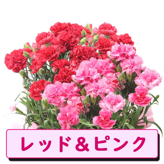 ��ͽ������ ����� �ץ쥼��� 2026ǯ 2�����פ������٤� �����͡������ �� �������� or2�������۴󤻿��� �礭��7��ȭ ����̵�� ȭ�� 50�� 60�� �֤�����