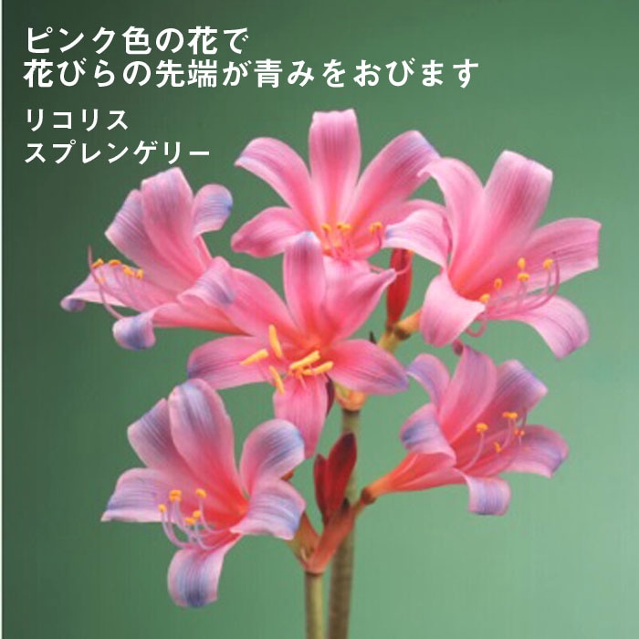 2個 キツネノカミソリ 球根 2個 オレンジ色の花 可愛らしい 小さめの花 楽天市場】(100株)キツネノカミソリ 素掘り苗100球 球根直径