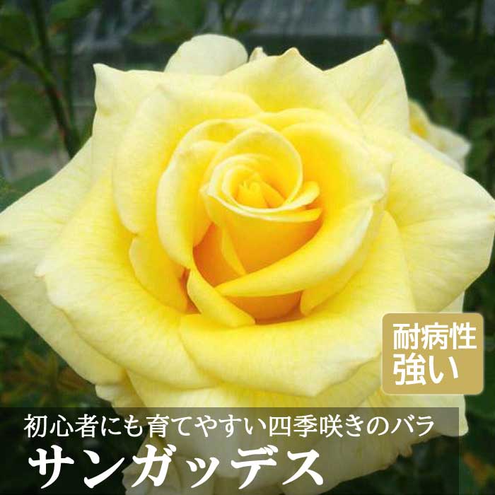 四季咲きバラ苗 挿し穂2種✕3本 心強く