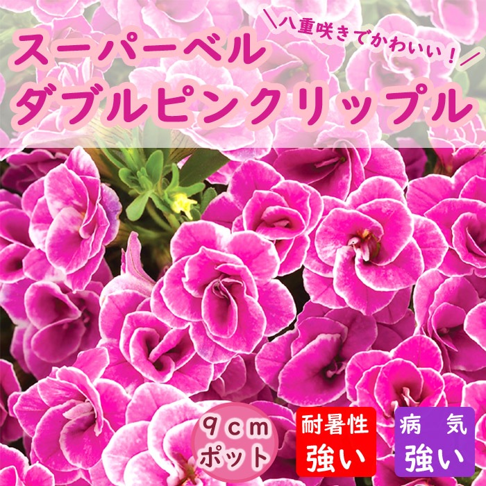 花苗 苗 宿根草 スーパーベル ダブルピンクリップル 9cmポット