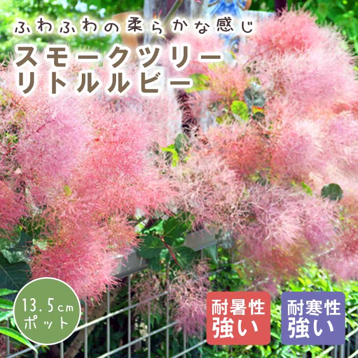 スモークツリー スモーク ツリー 苗木 リトルルビー 13.5cm～15cm
