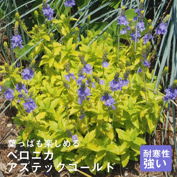 宿根草 苗 ベロニカ アズテックゴールド 9cmロングポット バラに合う すべての商品 花の大和オンラインショップ 宿根草 苗 ベロニカ アズテックゴールド 9cmロングポット バラに合う すべての商品 花の大和オンラインショップ