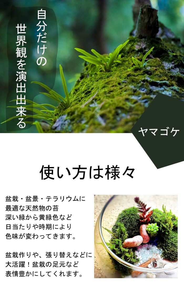 ޥ  5535cmȥ졼    ݥƥꥦ ߺ ƥꥦ ꥦ ݶ   ꥦ ۥХʥ ޥ󥸥奦