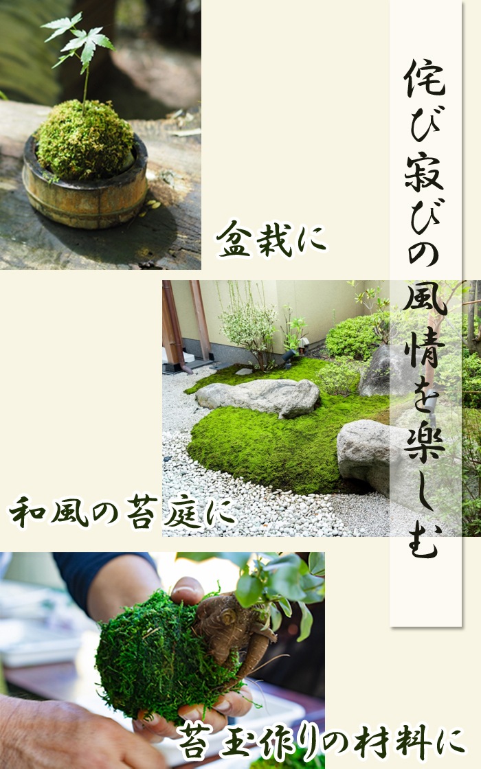 ޥ  5535cmȥ졼    ݥƥꥦ ߺ ƥꥦ ꥦ ݶ   ꥦ ۥХʥ ޥ󥸥奦