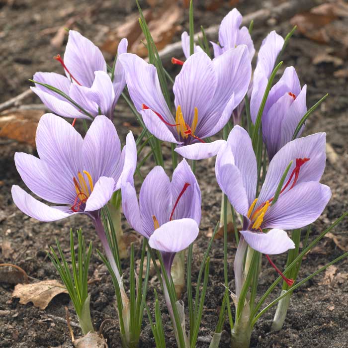 ���ե�� �庬 5�� ��ʤ� �ڤʤ� �ǤⳫ�� ��ñ �鿴�Ը��� ��Ƥ䤹�� �ƿ��� ���餭 saffron �֤�����