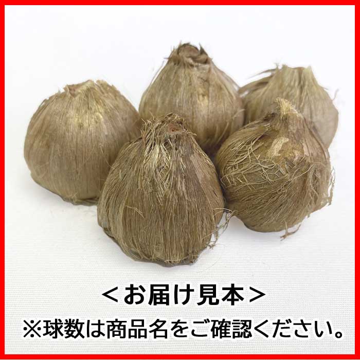 ���ե�� �庬 5�� ��ʤ� �ڤʤ� �ǤⳫ�� ��ñ �鿴�Ը��� ��Ƥ䤹�� �ƿ��� ���餭 saffron �֤�����