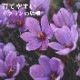 ���ե�� �庬 5�� ��ʤ� �ڤʤ� �ǤⳫ�� ��ñ �鿴�Ը��� ��Ƥ䤹�� �ƿ��� ���餭 saffron �֤�����