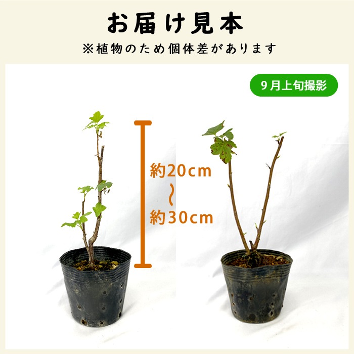   åɥ 12ݥå ̼ ̼ berry  ǥ˥  