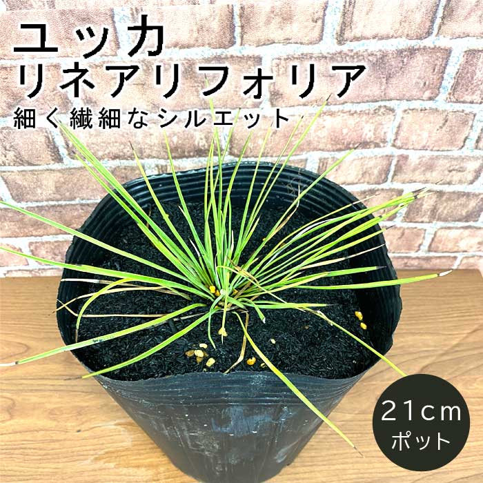 ユッカ リネアリフォリア 21cmポット 植木 多年草 庭木 苗木