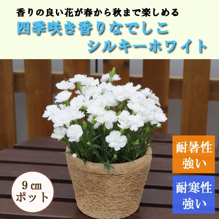 のはな 花苗 四季咲き香りなでしこ シルキーホワイト 9cmポット