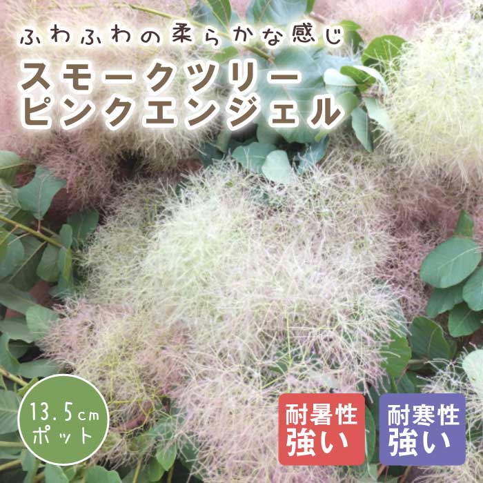 スモークツリー 苗木 ピンクエンジェル 13.5cm～15cmポット 花木 苗