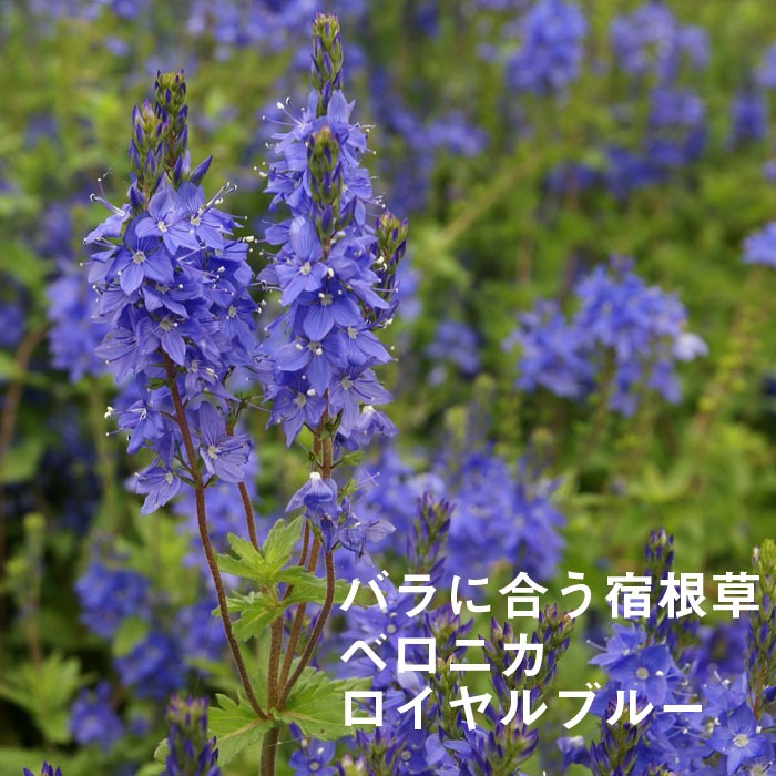 宿根草 苗 ベロニカ ロイヤルブルー 9cmロングポット バラに合う 宿根草 花の大和オンラインショップ 宿根草 苗 ベロニカ ロイヤルブルー 9cmロングポット バラに合う 宿根草 花の大和オンラインショップ